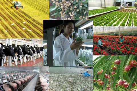 Chuyển đổi mô hình nông nghiệp truyền thống sang ứng dụng công nghệ cao, nâng cao chất lượng, giá trị Nông Sản Việt